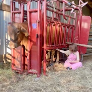 Austyn taking care of a mama cow with mastitis